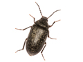 Prionychus ater